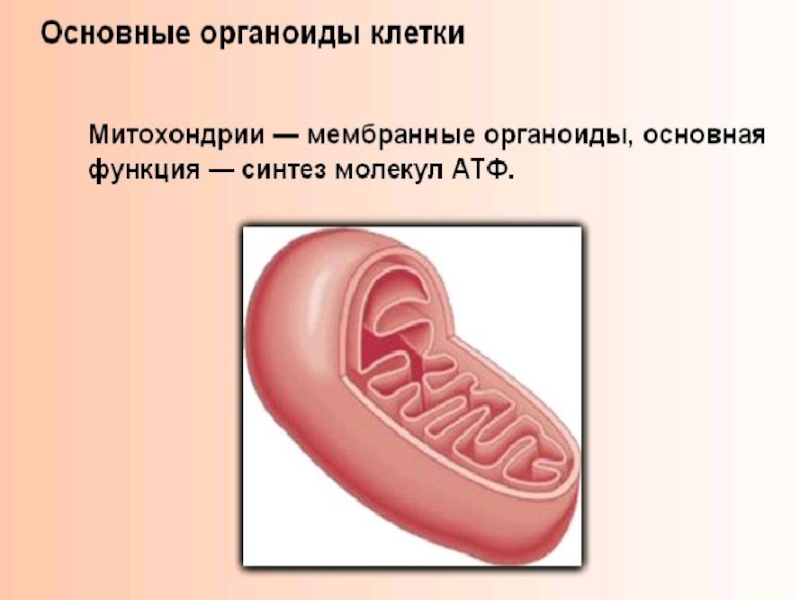 Презентация клеточное строение организма 8 класс презентация