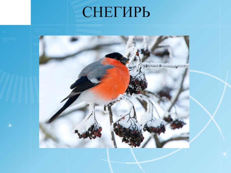 Как пишется снегирь. Снигирей или снегирей. Слово Снегирь. Снигирь или Снегирь как.