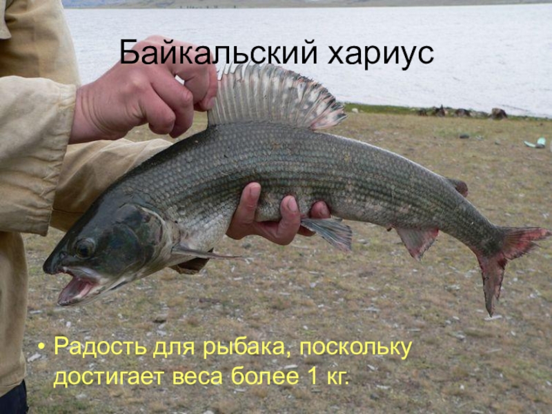 Байкальский хариусРадость для рыбака, поскольку достигает веса более 1 кг.