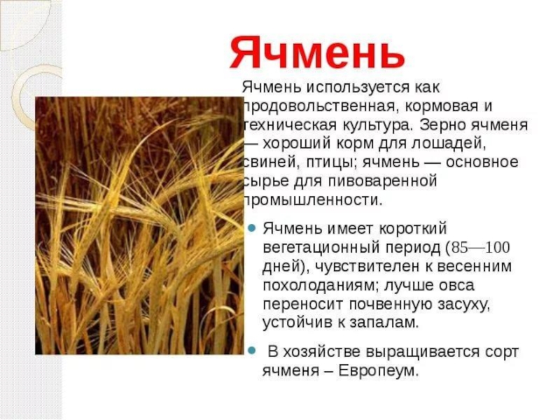 Какие зерновые культуры выращивали в россии. Ячмень характеристика. Условия возделывания ячменя. Природные условия возделывания ячменя. Доклад про ячмень.