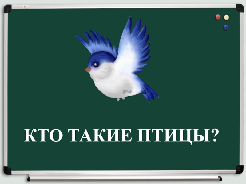 Кто такие птицы. Кто такие птицы картинки. Кто такие птицы надпись. Кто такие птицы 1 класс окружающий мир.