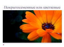 Презентация по биологии на тему Покрытосеменные (5 класс)