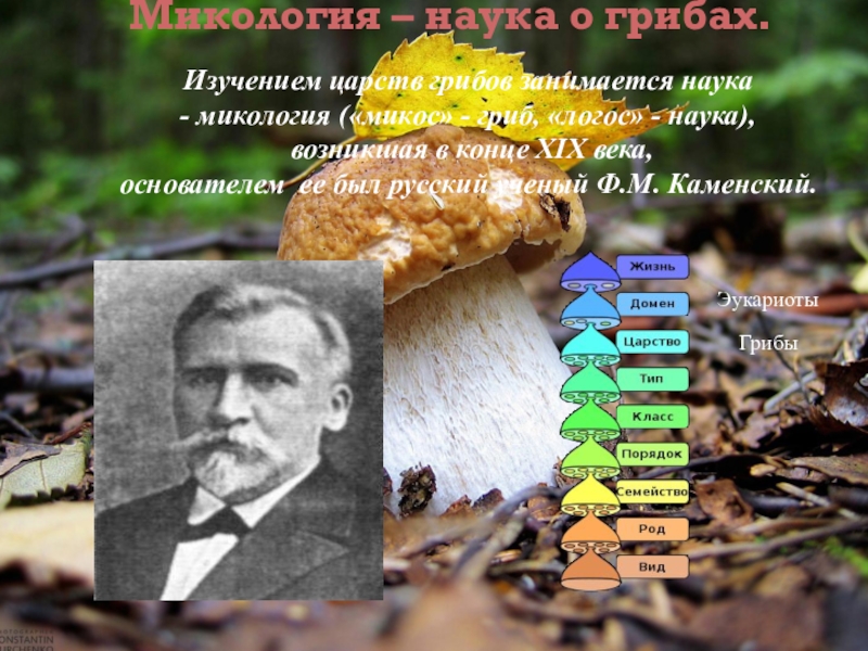 Наука которая изучает грибы. Микология наука о грибах. Изучение грибов наука. Микология грибы. Микология это в биологии.