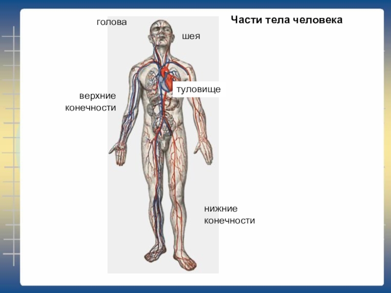 Презентация введение в анатомию и физиологию человека