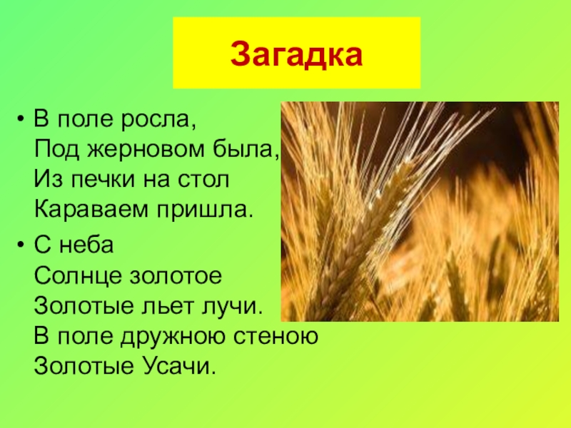 Загадка поле. Загадки о поле. Загадка про поле для детей. Русские народные загадки о поле. Загадка про русское поле.