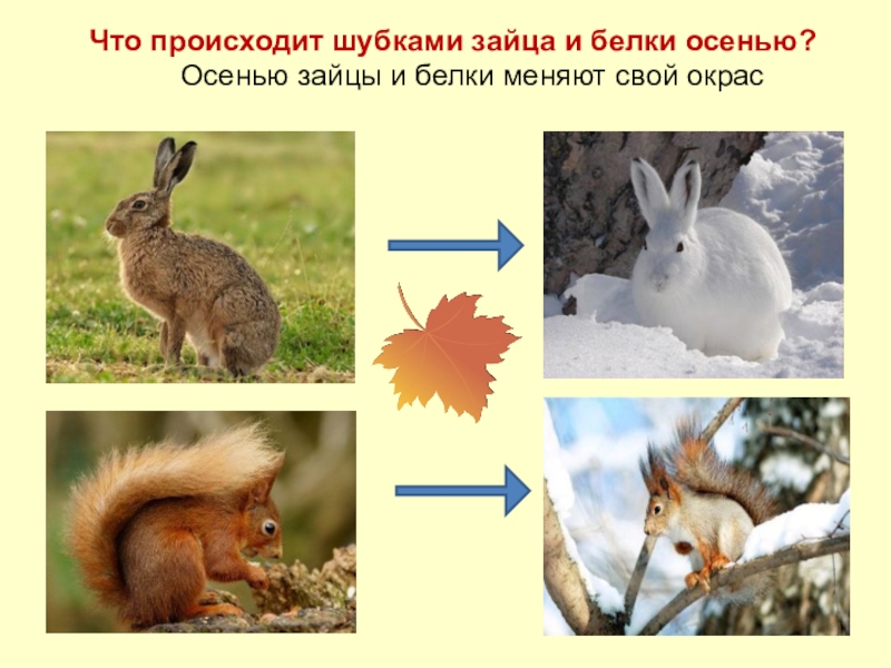 Звери весной средняя группа. Животные меняют окраску к зиме. Заяц меняет шубку. Изменения животных осенью. Заяц и белка меняют шубки.