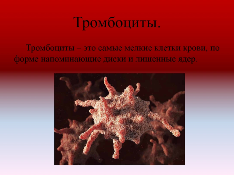 Тромбоциты.	Тромбоциты – это самые мелкие клетки крови, по форме напоминающие диски и лишенные ядер.