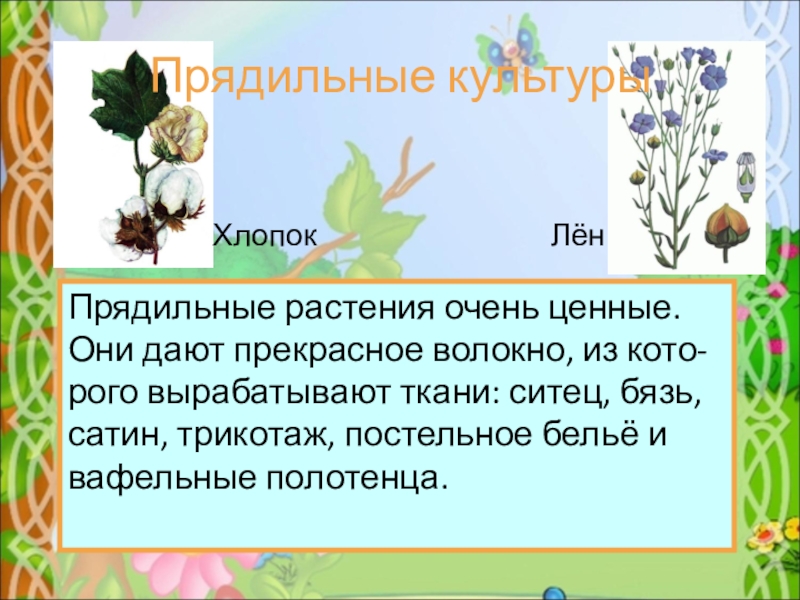 К прядильным культурам относятся. Прядильные растения 2 класс хлопчатник. Прядильные растения 2 класс. Прядильные культуры 2 класс. Прядильные культуры хлопок и лен.