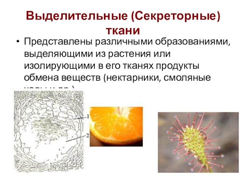 Выделительные (Секреторные) тканиПредставлены различными образованиями, выделяющими из растения или изолирующими в его тканях продукты обмена веществ (нектарники,