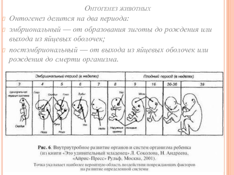 Характеристика онтогенеза. Этапы онтогенеза животных. Этапы онтогенеза схема. Периоды онтогенеза животных таблица. Онтогенез делится на.