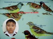 Презентация проектной деятельности Панно из перьев птиц