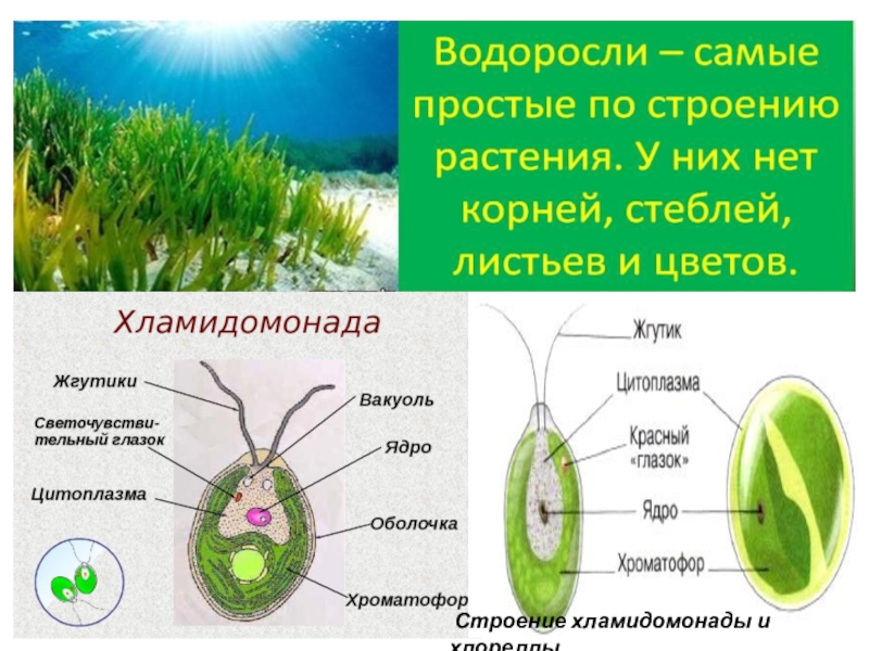 Хламидомонада фасоль обыкновенная овсяница рассмотрите изображение растений