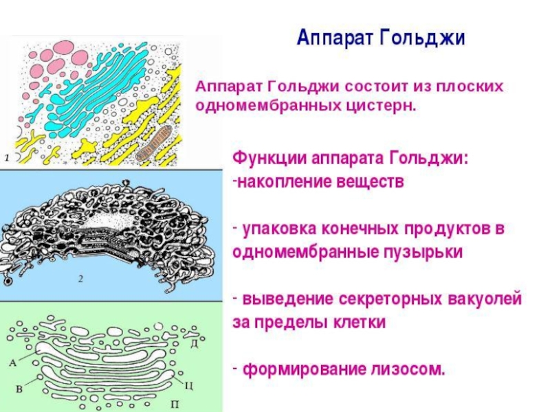 Описать органоиды рибосомы комплекс гольджи по плану