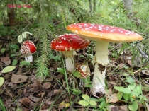 Презентация к уроку Многообразие грибов