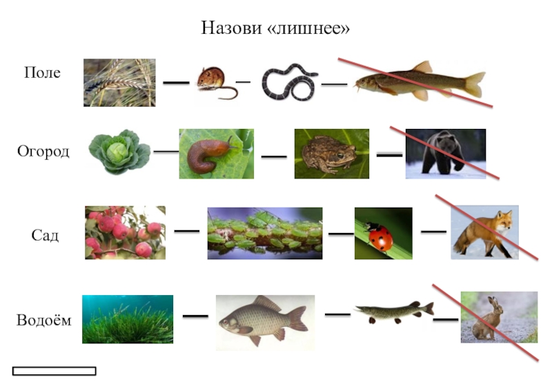 Пищевая цепь пруда схема