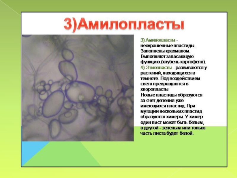 Выполняют запасающую функцию. Амилопласты. Амилопласты функции. Амилопласты в клетках клубня картофеля. Амилопластв строение и функции.