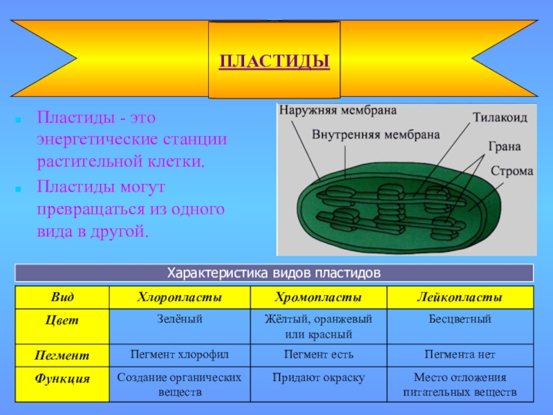 Функции пластидов