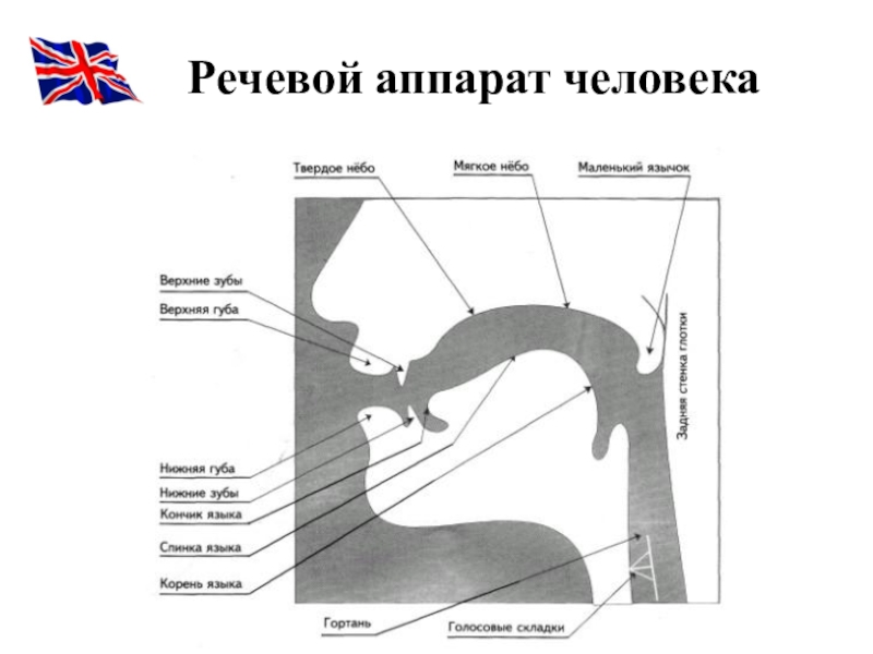 Схема речевого аппарата логопедия