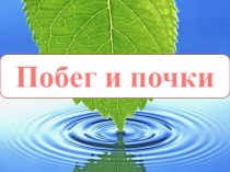 Презентация по биологии Побег и почки