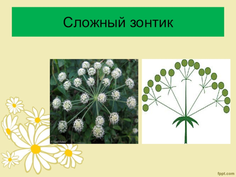 У каких растений зонтик. Зонтичные соцветие сложный зонтик. Растения с соцветием сложный зонтик. Соцветие сложный зонтик биология схема. Сложный зонтик.