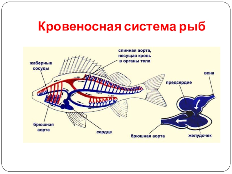 Кровеносная система рыб рисунок