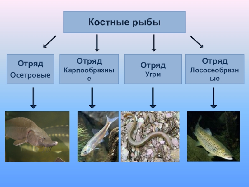 3 примера костных рыб. Костные рыбы. Костные рыбы делятся на. Класс рыбы отряды. Отряды костных рыб.