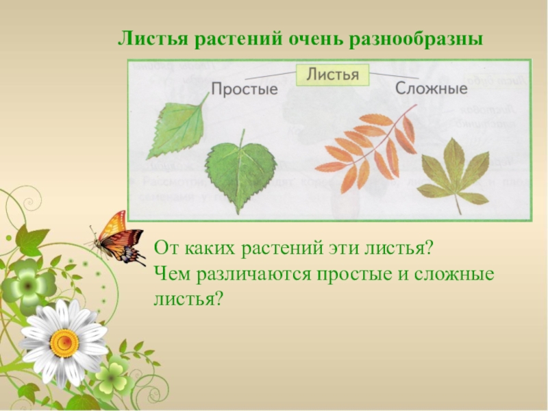 Лист знаний. От каких растений ЖТМ листья. Листья растений очень разнообразны. Лист растений презентация. Лист растения это 3 класс.