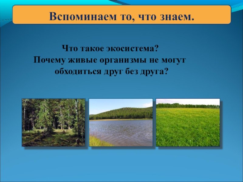 Роль экосистемы в жизни человека. Экосистема презентация. Шаблон для презентации экосистема. Лентические экосистемы презентация. Доклад по экосистеме 5.