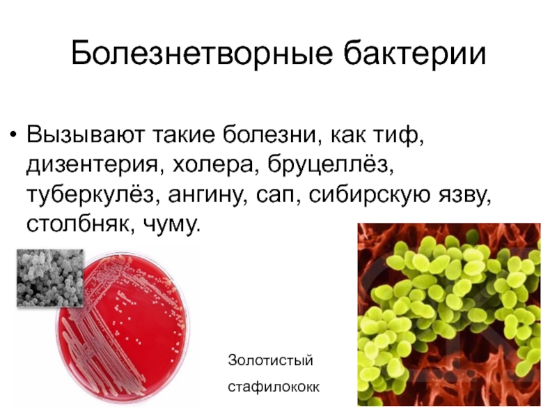 Значение бактерий и вирусов в природе и для человека 5 класс биология презентация