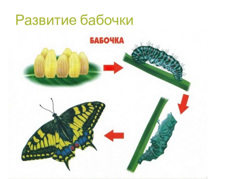 Развитие бабочки схема 3 класс окружающий мир