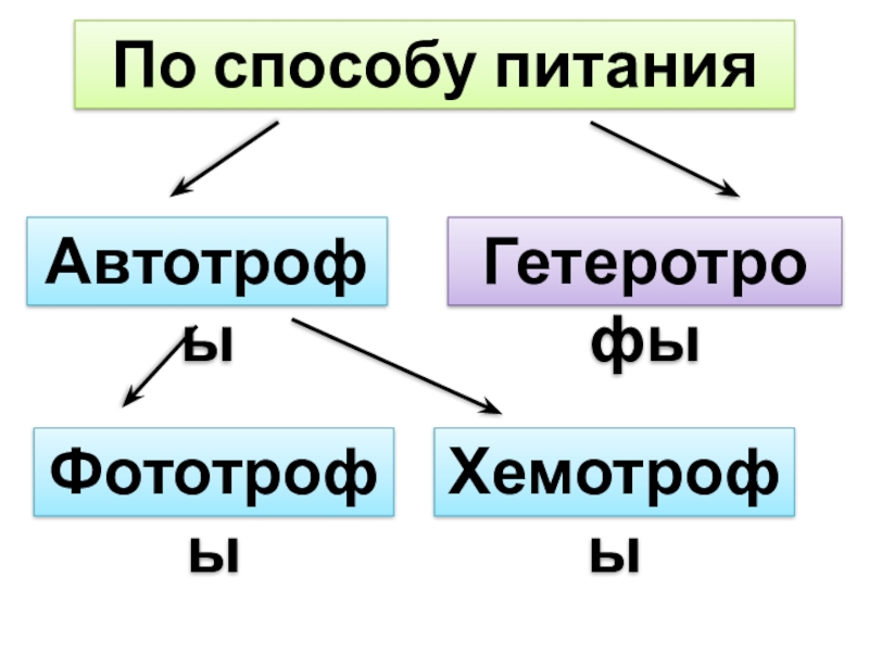 Фото и автотрофы