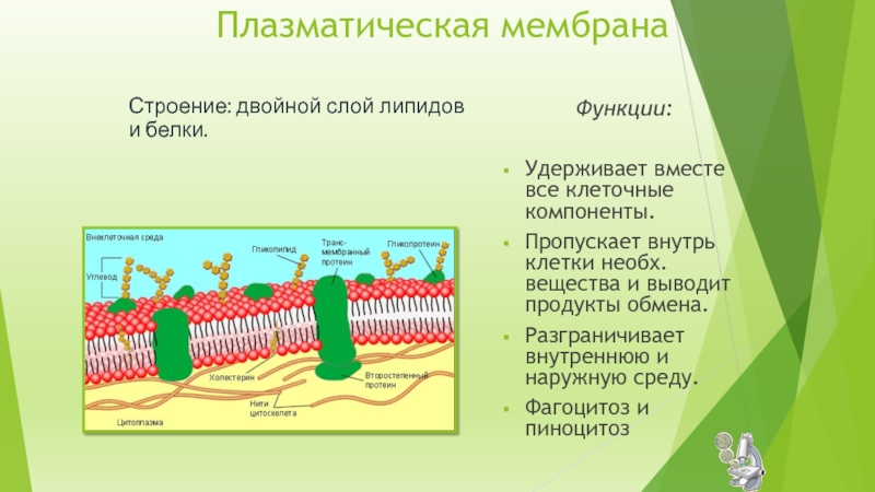 Фото плазматической мембраны