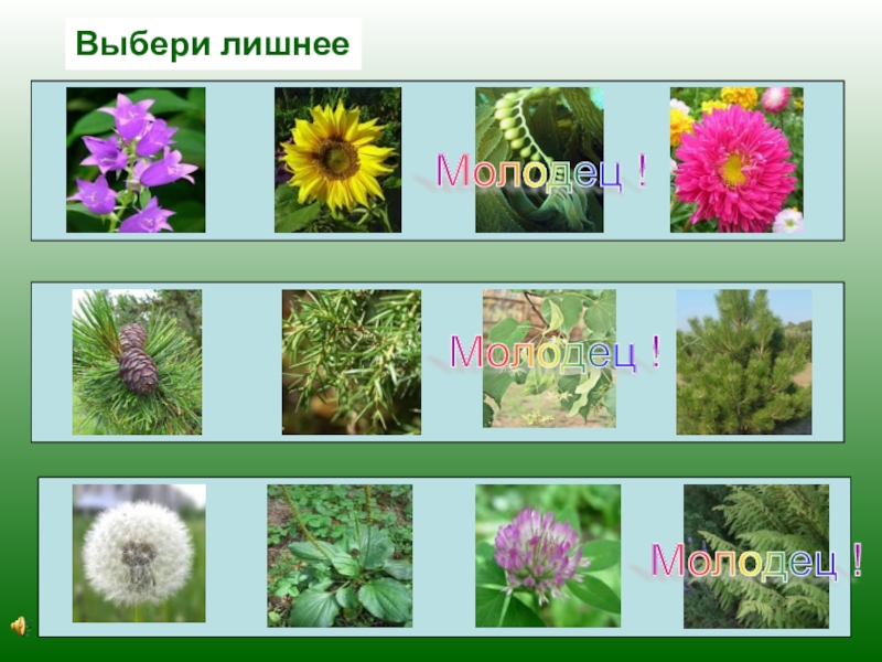 Разнообразие растений 3 класс окружающий мир рабочая. Выберите лишнюю позицию среди растений.