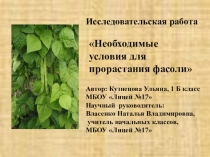 Презентация к исследовательской работе по окружающему миру Необходимые условия для прорастания фасоли