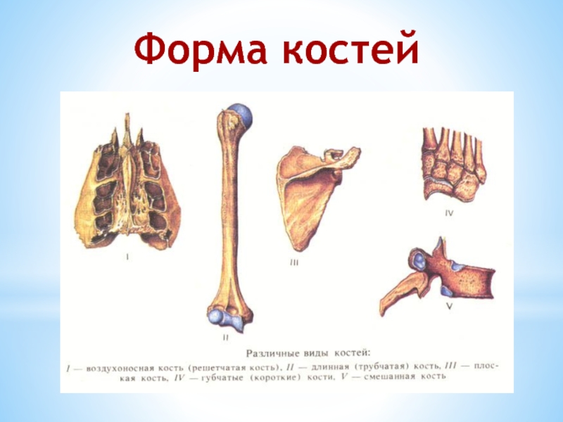 Презентация кости 8 класс