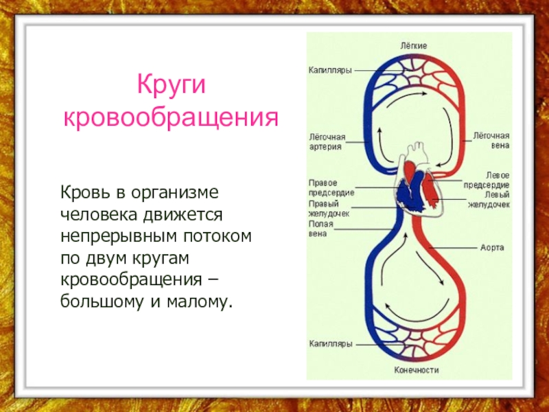 Презентация на тему круги кровообращения 8 класс биология