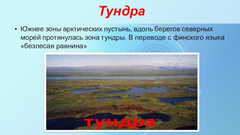 Зона тундры расположена на севере россии. Арктическая пустыня тундра лесотундра. Тундра растительные природные зоны. Природная зона тундра климат. Тундра презентация.