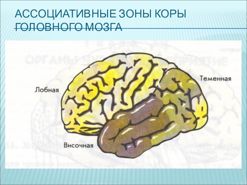 Очаги в коре головного мозга. Ассоциативные хзхзоны КОРЫЭ. Ассоциативные зоны коры. Ассоциативные зоны головного мозга.