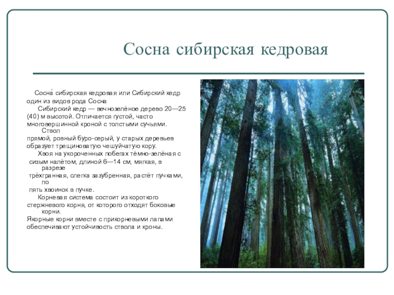 Выберите 3 предложения. Морфологический критерий сосны обыкновенной. Морфологический критерий сосны сибирской. Морфологическое описание сосны. Морфологический критерий вида сосны обыкновенной и сибирской.