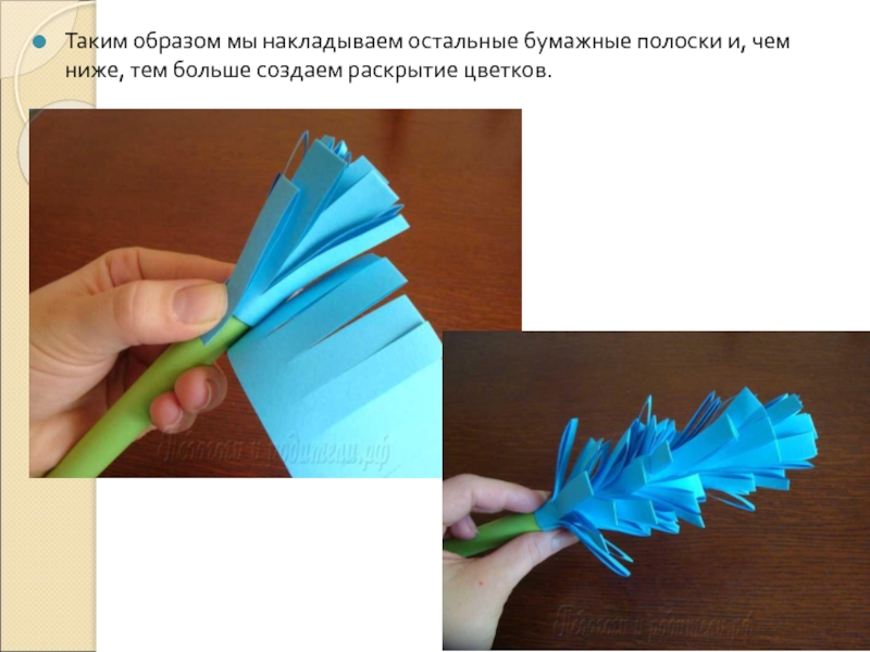 Таким образом мы накладываем остальные бумажные полоски и, чем ниже, тем больше создаем раскрытие цветков.