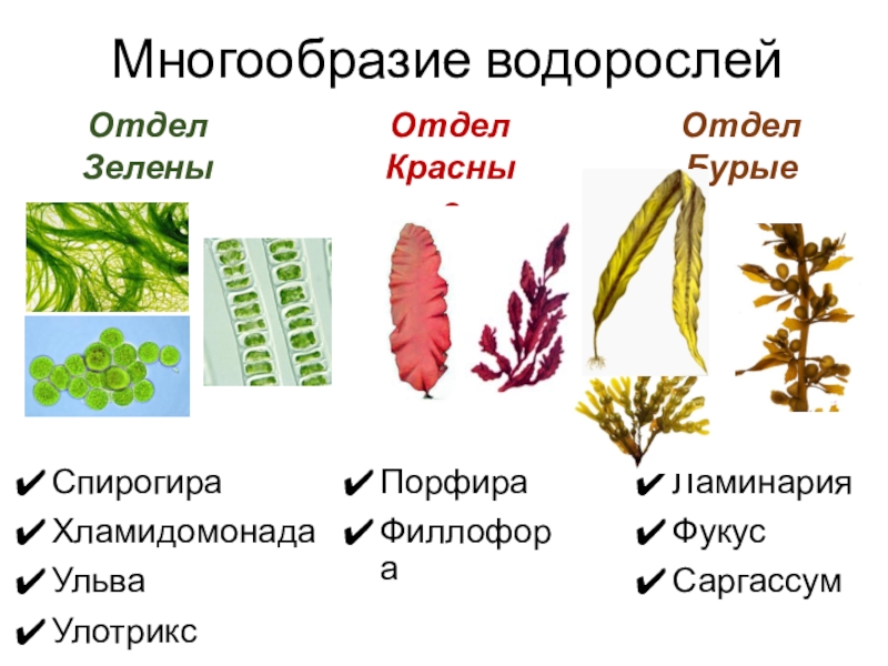 Три примера низших растений. Многообразие водорослей. Водоросли названия. Многообразие водорослей 5 класс. Представители водоросли растений.