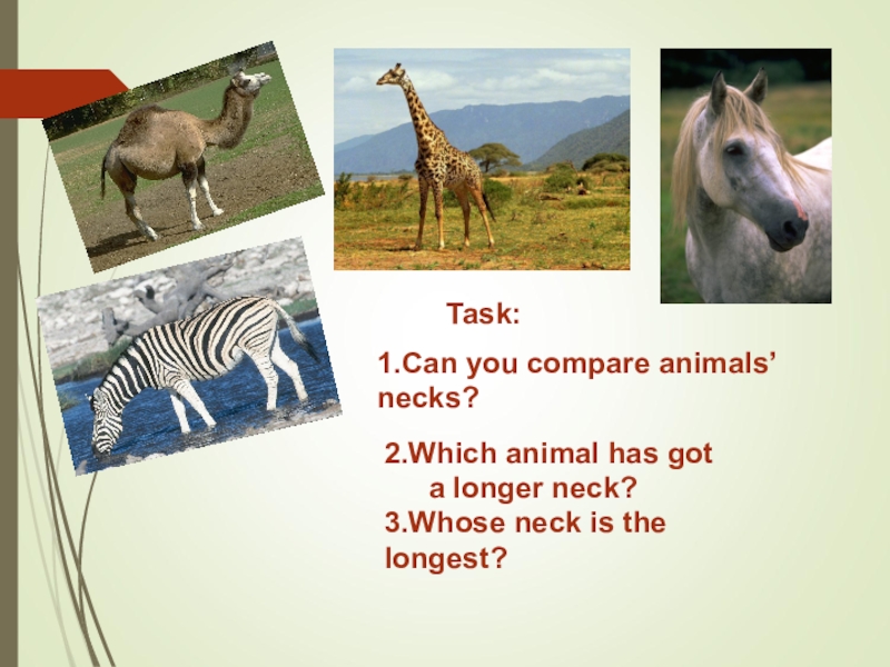 Compare animals. Which animal is bigger 4 класс. Животные это who или which. Which animal is the biggest.