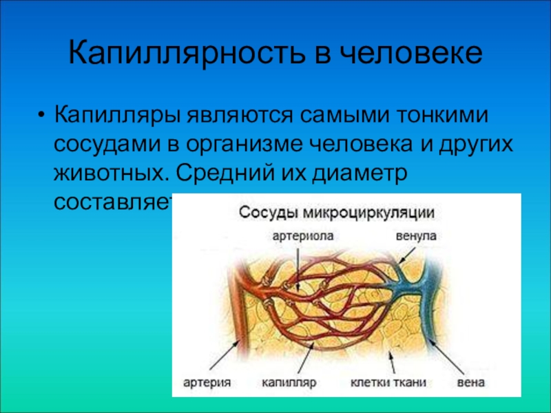 Капиллярность. Капиллярные явления в природе. Капиллярность в человеке. Капиллярные явления в организме человека. Капиллярные явления в природе и технике.