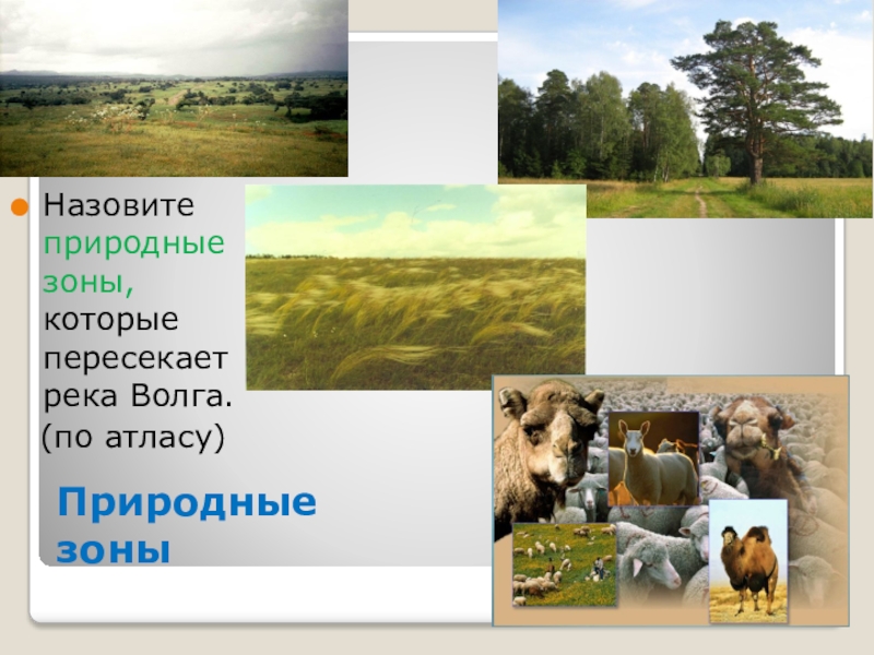 Назовите природное место. Природные зоны Волги. Волга пересекает природные зоны. Природные зоны около Волги. Природная зона около реки Волга.