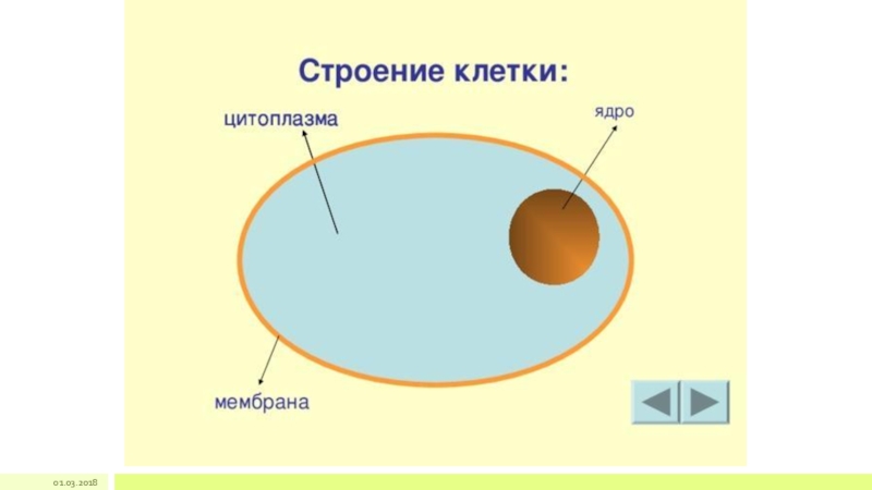 Клеточная мембрана ядро. Строение клетки ядро цитоплазма. Ядро цитоплазма мембрана. Клетка ядро цитоплазма мембрана схема. Строение клетки ядро цитоплазма мембрана.