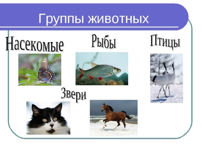 6 групп животных. Группы животных. Группы живого. На какие группы делятся животные. Группа животных звери.