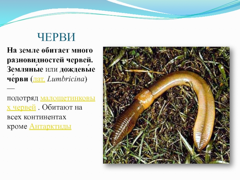 Дождевой червь тип животного. Малощетинковые дождевой червь. Почвенные Малощетинковые черви. Дождевые черви подотряд малощетинковых червей.