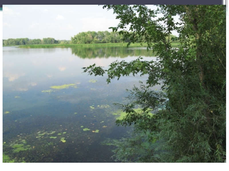 Водный край. Водоемы Омской области. Крупные водоёмы нашего края. Водные объекты края. Водоём богатства нашего края.