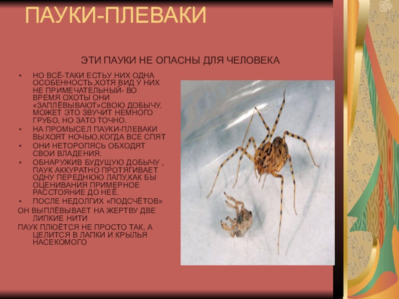 Развитие паукообразных. Паук пауки Плеваки. Пауки Плеваки где обитают. Пауки Плеваки милые. Пауки Плеваки опасны?.