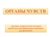 Презентация Органы чувств биология 6 класс